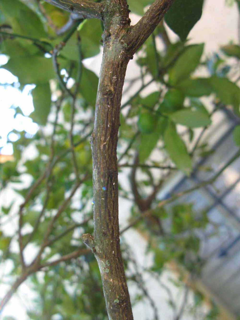              Second - third year twig (Winter Haven, FL)       